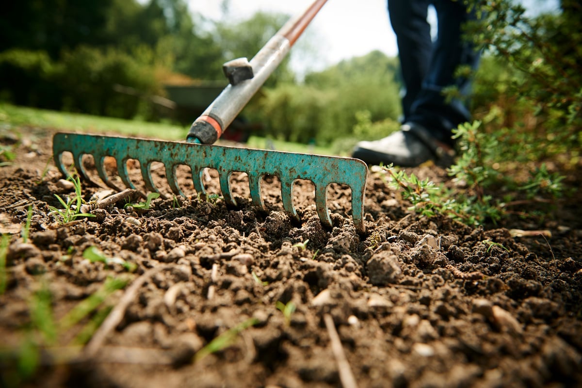 Working in the garden with wheelbarrow and a green rake