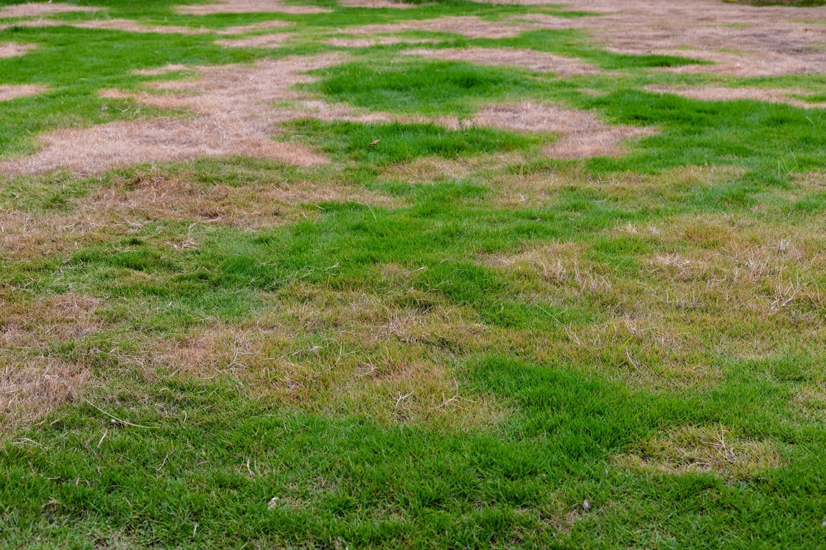 Patchy Lawn with Dry Brown Grass and Green Growth in Summer Heat