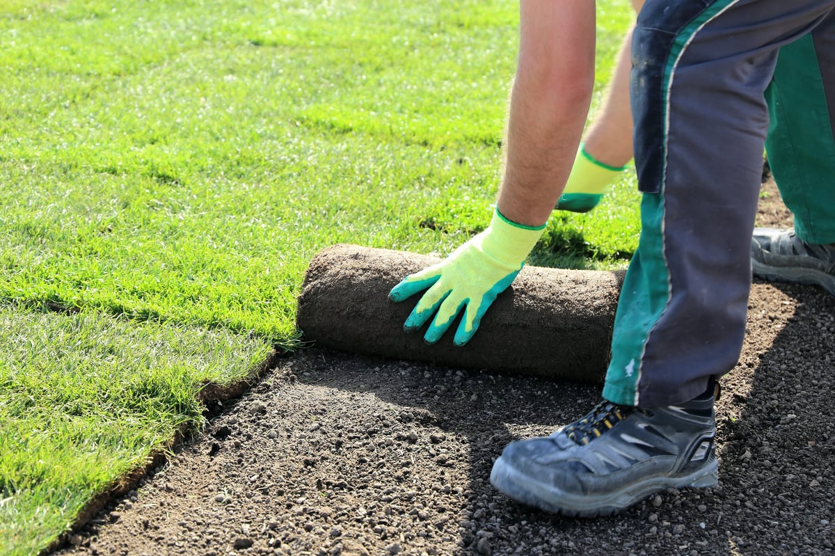 Laying rolled turf