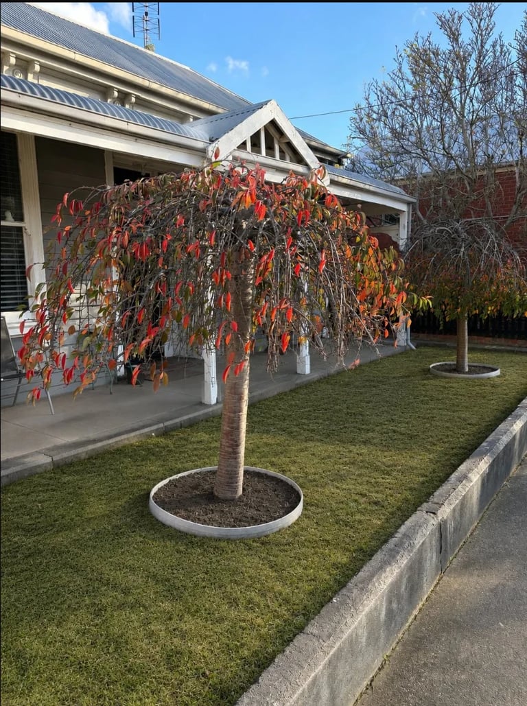 Modern house with white pergola covered in red and orange autumn foliage tree in front yard on grass