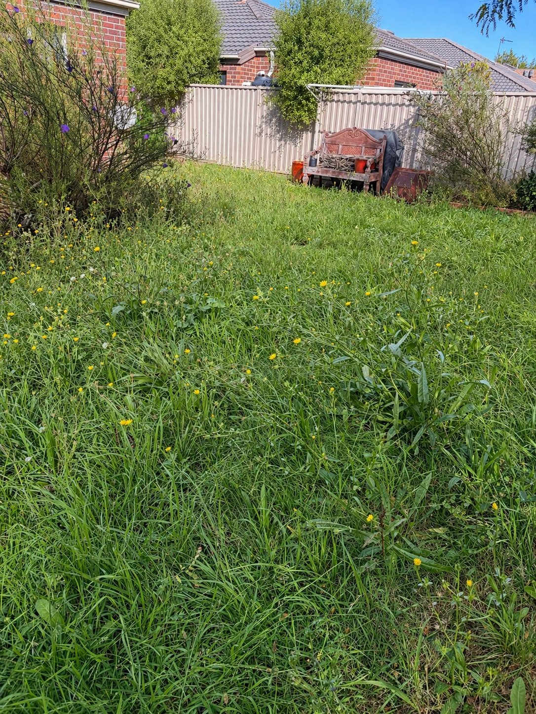 Overgrown backyard with tall grass and weeds