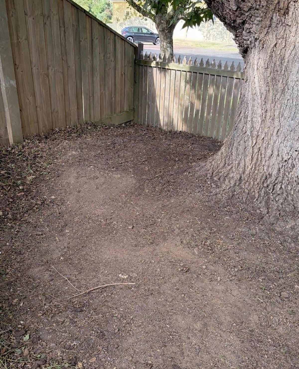Narrow fenced area with dirt ground, large tree trunk on right, wooden fence panels, parked car visible in background