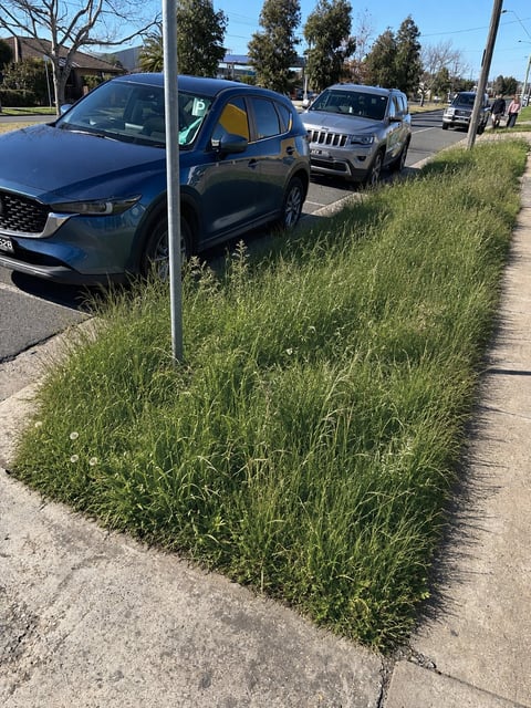 Overgrown grass along sidewalk with parked vehicles