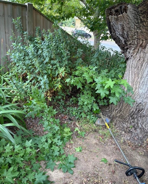 Dense green vegetation and weeds surrounding base of large tree trunk next to wooden fence with hose in foreground