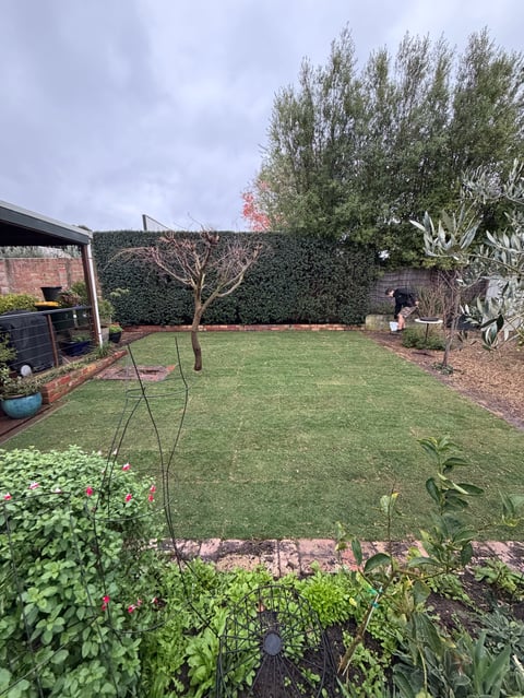 Residential backyard garden with manicured lawn, ivy-covered fence, flowering plants in foreground, and young tree under cloudy sky