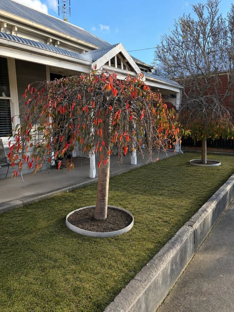 Weeping tree with red autumn foliage in front yard of modern white house with pergola