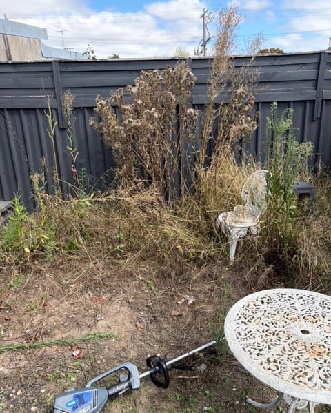 Overgrown residential backyard with dead plants, dark fence, and abandoned white patio furniture