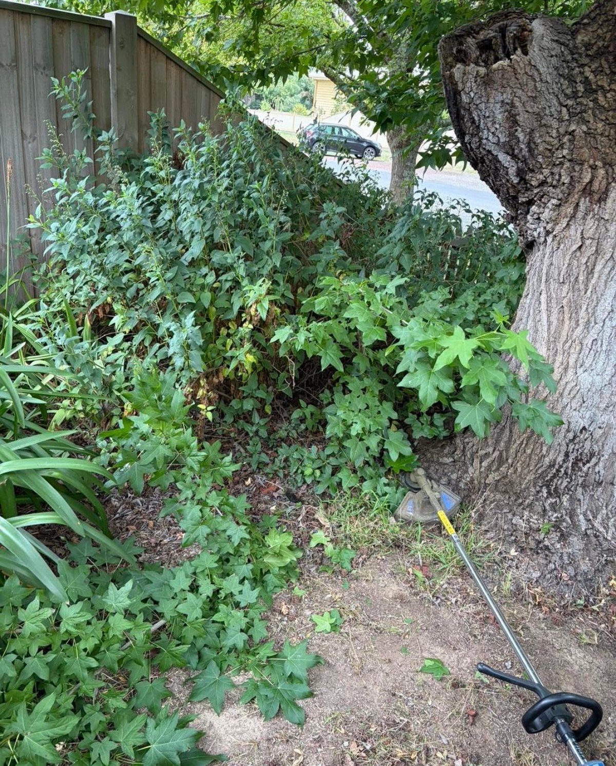 Overgrown garden bed with dense green vegetation and a large tree trunk, wooden fence visible in background