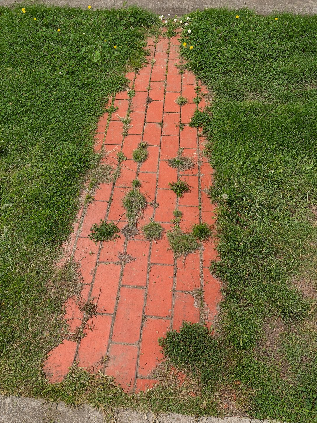 Overhead view of a red brick pathway overgrown with weeds