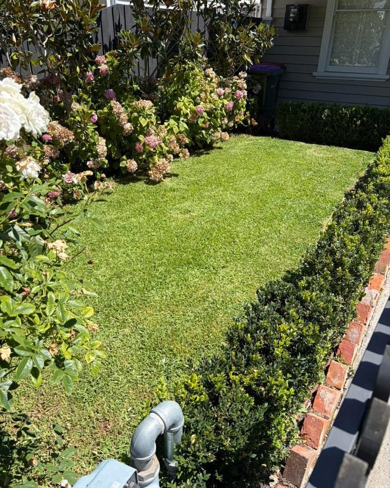 Sunny residential backyard with manicured green lawn, flowering shrubs in pink and white, dark hedges lining a brick pathway, and a house with gray siding